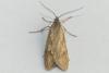 Diurnea lipsiella